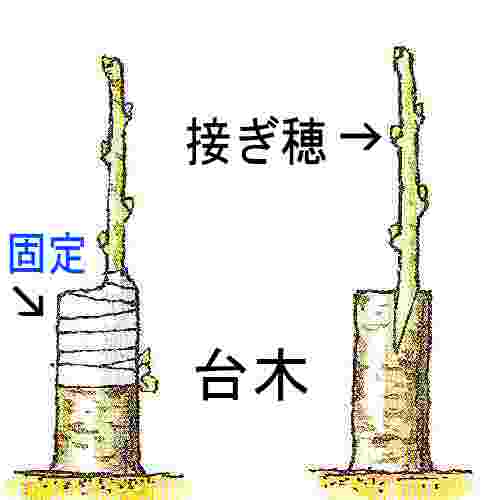 ソメイヨシノ 続き